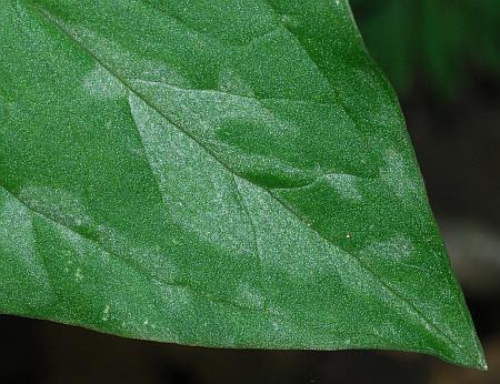 Trillium_recurvatum_leaf1.jpg