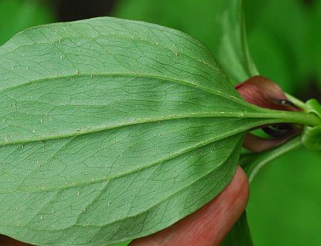 Trillium_recurvatum_leaf2.jpg