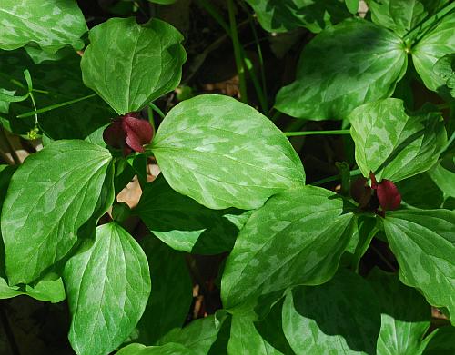 Trillium_recurvatum_leaves.jpg