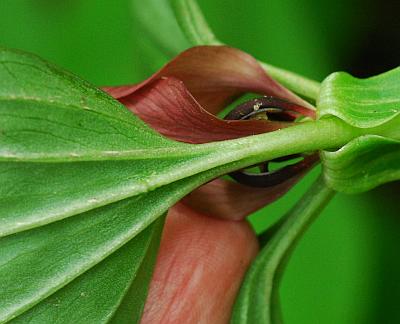 Trillium_recurvatum_petiole.jpg