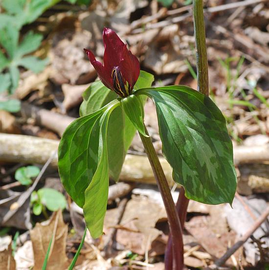 Trillium_recurvatum_plant.jpg