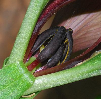 Trillium_recurvatum_stamens.jpg