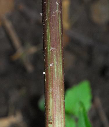 Trillium_recurvatum_stem.jpg