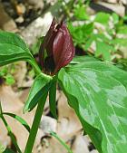 Trillium recurvatum thumbnail