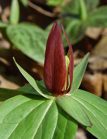 Trillium_sessile_flower.jpg