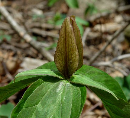 Trillium_sessile_flower2.jpg