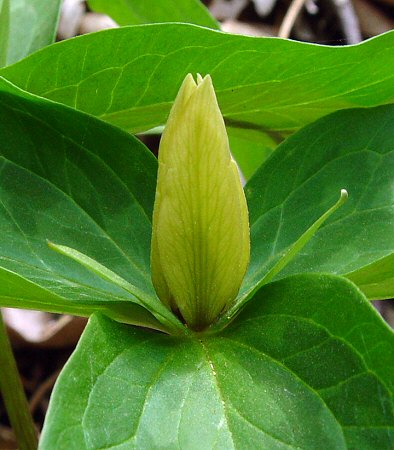 Trillium_sessile_flower3.jpg