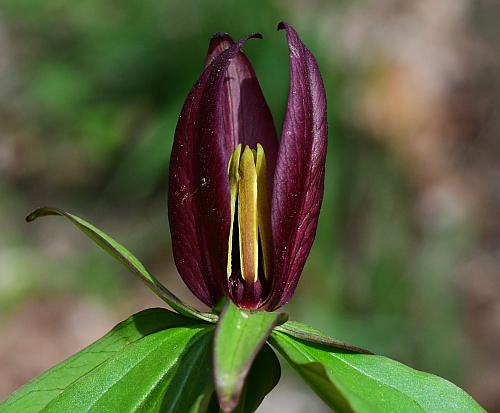 Trillium_sessile_flower4.jpg