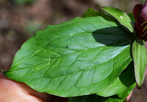 Trillium_sessile_leaf1.jpg