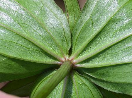 Trillium_sessile_leaf2.jpg