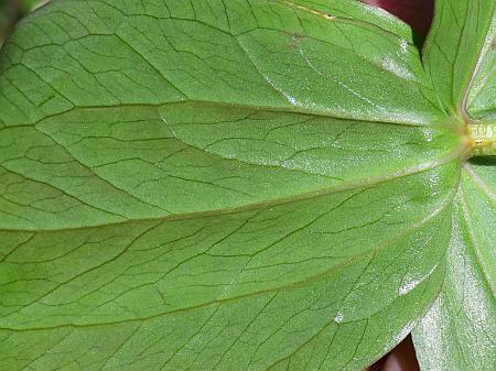 Trillium_sessile_leaf2a.jpg