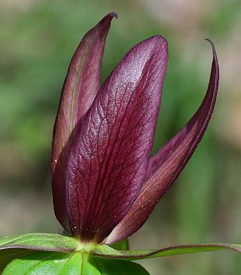 Trillium_sessile_petals.jpg