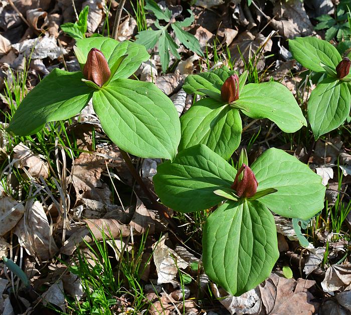 Trillium_sessile_plant.jpg