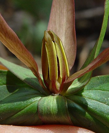 Trillium_sessile_stamens.jpg