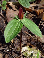 Trillium sessile thumbnail