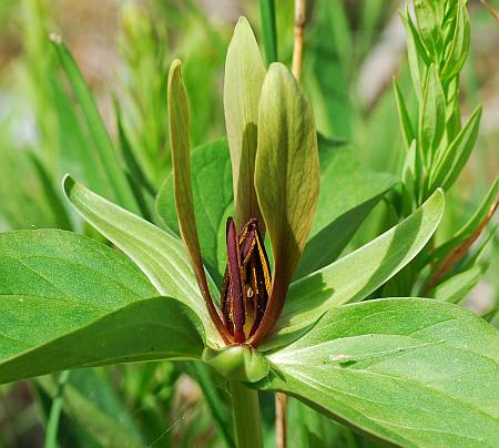 Trillium_viride_flower.jpg