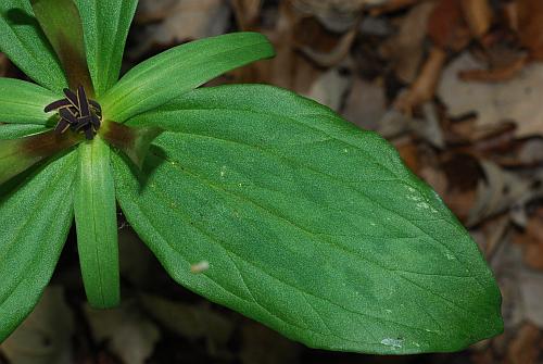 Trillium_viride_leaf.jpg