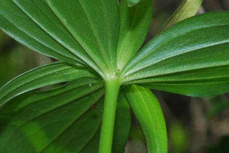 Trillium_viride_leaf2.jpg