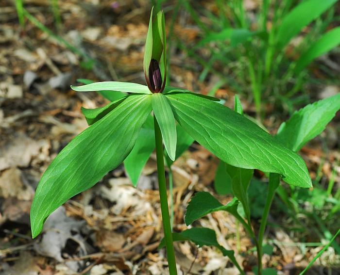 Trillium_viride_plant.jpg