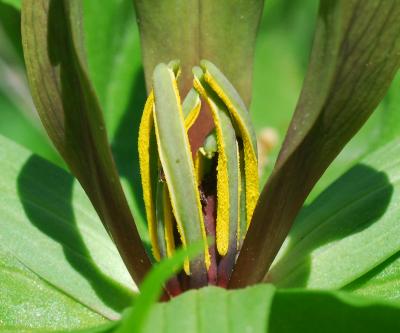 Trillium_viride_stamens.jpg