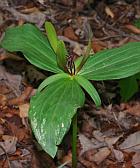 Trillium viride thumbnail