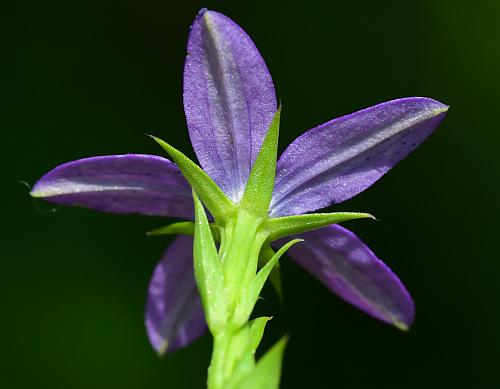 Triodanis_biflora_calyx.jpg