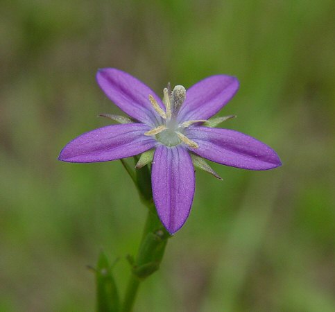 Triodanis_biflora_flower.jpg