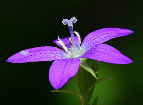 Triodanis_biflora_flower2.jpg