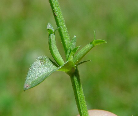 Triodanis_biflora_flower3.jpg