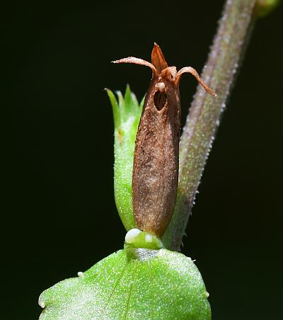 Triodanis_biflora_fruit1.jpg