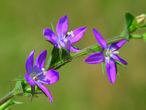 Triodanis_biflora_inflorescence.jpg