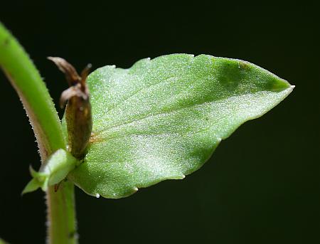 Triodanis_biflora_leaf1.jpg