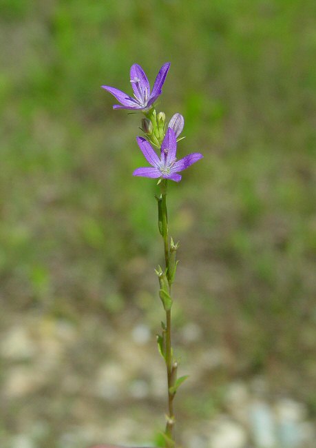 Triodanis_biflora_plant.jpg