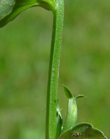 Triodanis_biflora_stem.jpg