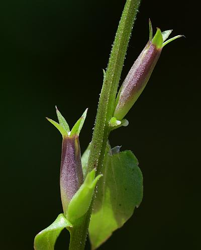 Triodanis_biflora_stem1.jpg