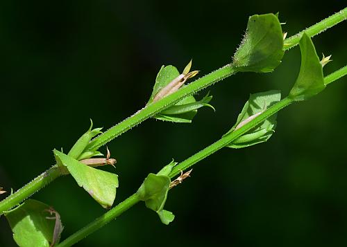 Triodanis_biflora_stems.jpg