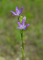 Triodanis biflora thumbnail