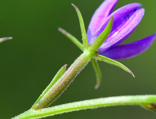 Triodanis_leptocarpa_calyx.jpg