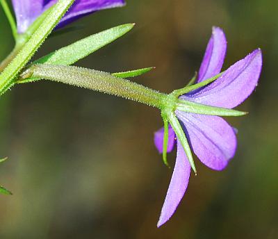 Triodanis_leptocarpa_calyx2.jpg