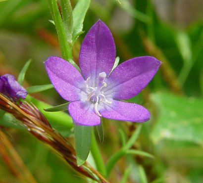 Triodanis_leptocarpa_flower.jpg