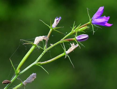 Triodanis_leptocarpa_inflorescence.jpg