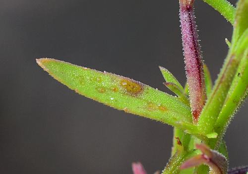 Triodanis_leptocarpa_leaf1.jpg