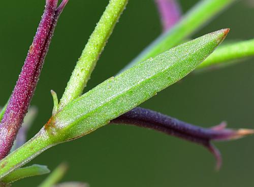 Triodanis_leptocarpa_leaf2.jpg