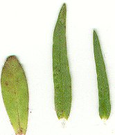 Triodanis_leptocarpa_leaves.jpg