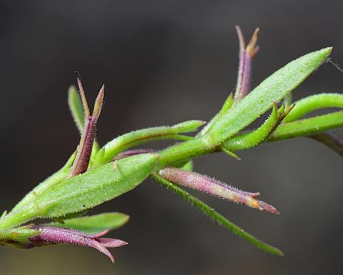 Triodanis_leptocarpa_leaves2.jpg