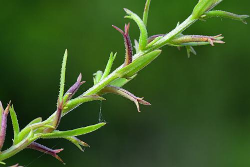 Triodanis_leptocarpa_leaves4.jpg