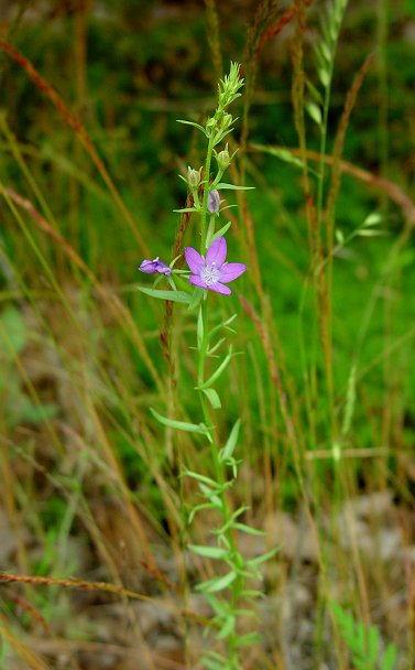 Triodanis_leptocarpa_plant.jpg