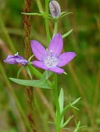 Triodanis leptocarpa thumbnail