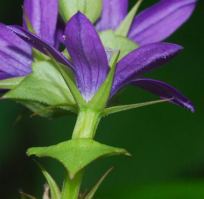 Triodanis_perfoliata_calyx.jpg