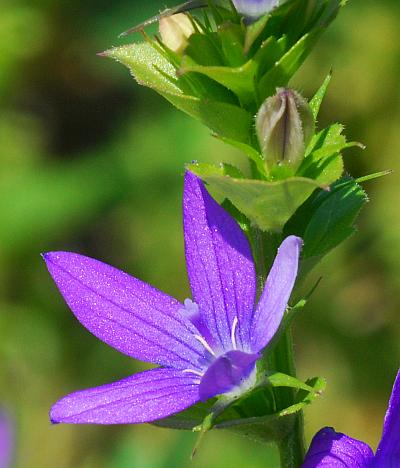 Triodanis_perfoliata_flowers.jpg